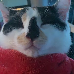 Meet your Posher, Myron